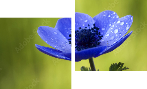 Blue Anemone Flower with Waterdrops - Zweiteiliges Leinwandbild, Diptychon