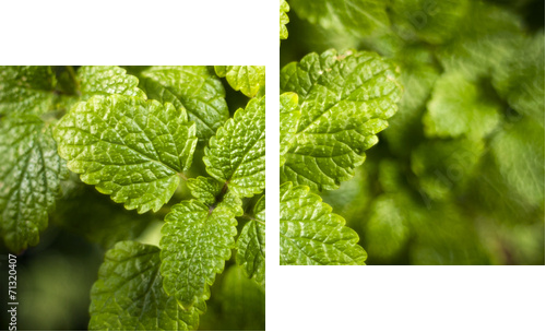 Lemon balm (Melissa officinalis)  - Zweiteiliges Leinwandbild, Diptychon