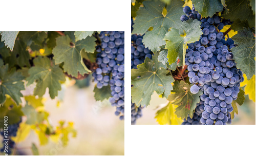 Wine grapes on summer vine  - Zweiteiliges Leinwandbild, Diptychon