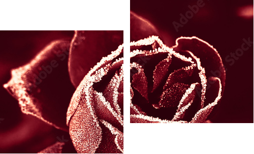 Red Rose under hoar-frost  - Zweiteiliges Leinwandbild, Diptychon