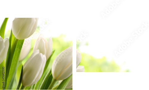 White Tulips  - Zweiteiliges Leinwandbild, Diptychon