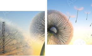 Pusteblumen - Abendstimmung  - Zweiteiliges Leinwandbild, Diptychon