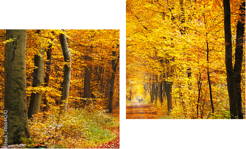 Autumn forest - Zweiteiliges Leinwandbild, Diptychon