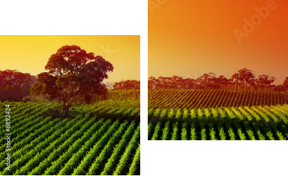 Beautiful Vineyard Landscape with large gum tree - Zweiteiliges Leinwandbild, Diptychon