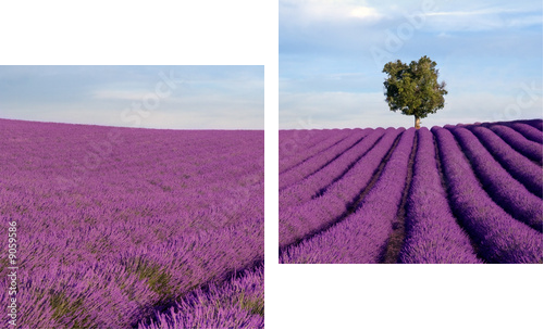 Rich lavender field in Provence with a lone tree - Zweiteiliges Leinwandbild, Diptychon