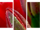 Dreiteiliges Leinwandbild - Triptychon