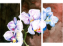 Dreiteiliges Leinwandbild - Triptychon