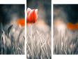 Dreiteiliges Leinwandbild - Triptychon