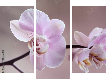 Storczyki - Orchidea - Dreiteiliges Leinwandbild, Triptychon