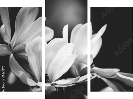 magnolia flower on a black background - Dreiteiliges Leinwandbild, Triptychon