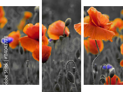 Panorama z nmakÃ³w polnych i kwiatÃ³w polnych - Dreiteiliges Leinwandbild, Triptychon