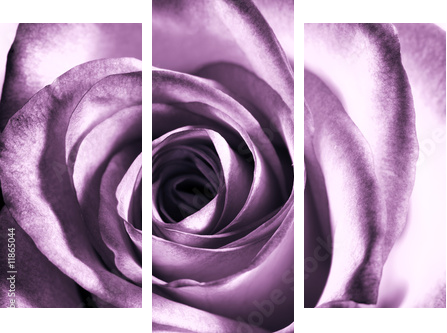 Purple rose - Dreiteiliges Leinwandbild, Triptychon