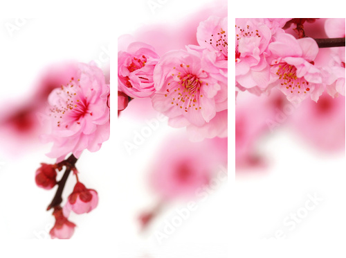 Spring cherry flowers reflected in rendered water - Dreiteiliges Leinwandbild, Triptychon
