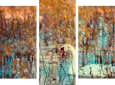 swan swimming in the lake - Dreiteiliges Leinwandbild, Triptychon