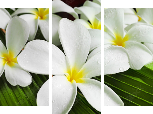 flowers spa - Dreiteiliges Leinwandbild, Triptychon