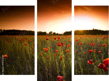 poppies field - Dreiteiliges Leinwandbild, Triptychon