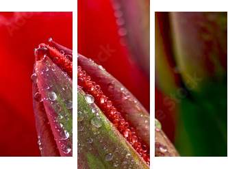 water drop on the tulip - Dreiteiliges Leinwandbild, Triptychon