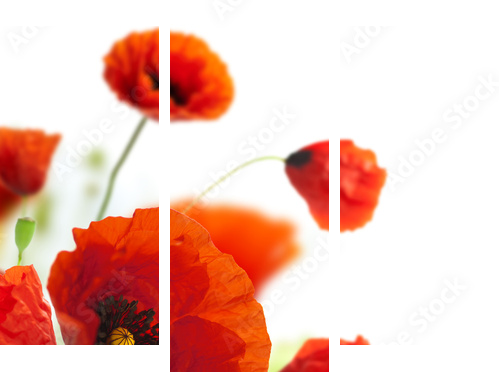 floral design, decoration flowers, poppies border - corner - Dreiteiliges Leinwandbild, Triptychon