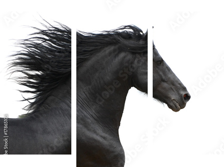 Portrait of galloping frisian horse on white background - Dreiteiliges Leinwandbild, Triptychon