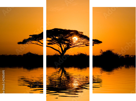 acacia tree at sunrise - Dreiteiliges Leinwandbild, Triptychon