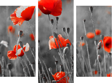 red poppies on  field - Dreiteiliges Leinwandbild, Triptychon