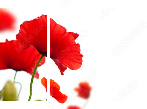 poppies isolated on white background- border angle of page - Dreiteiliges Leinwandbild, Triptychon