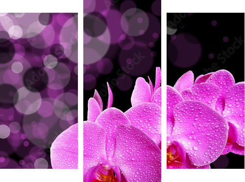 orchid - Dreiteiliges Leinwandbild, Triptychon