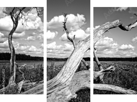 Drzewo - Dreiteiliges Leinwandbild, Triptychon