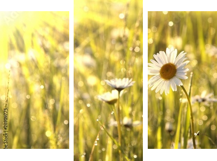 Spring daisies at dawn - Dreiteiliges Leinwandbild, Triptychon