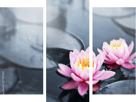 Lotus blossoms - Dreiteiliges Leinwandbild, Triptychon