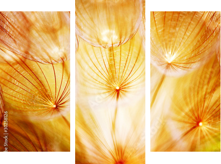 Soft dandelion flower - Dreiteiliges Leinwandbild, Triptychon