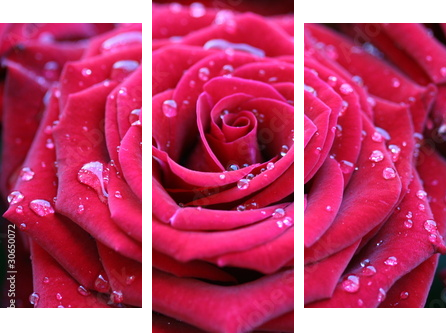 Red rose with dew - Dreiteiliges Leinwandbild, Triptychon