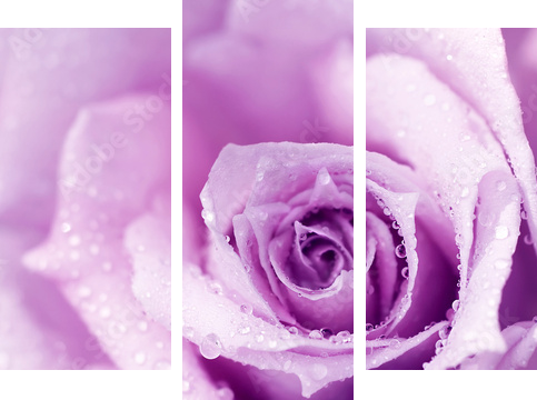 Purple wet rose background - Dreiteiliges Leinwandbild, Triptychon