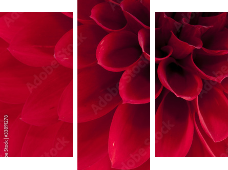 Dahlia - Dreiteiliges Leinwandbild, Triptychon
