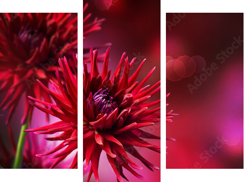 Dahlia Autumn flower design - Dreiteiliges Leinwandbild, Triptychon