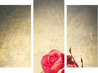 Róża - vintage - Dreiteiliges Leinwandbild, Triptychon