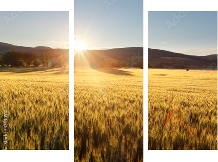Sunset over wheat field. - Dreiteiliges Leinwandbild, Triptychon