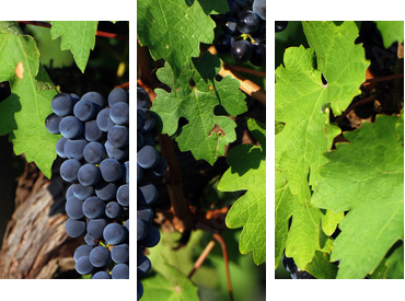 Italian vineyard - Dreiteiliges Leinwandbild, Triptychon