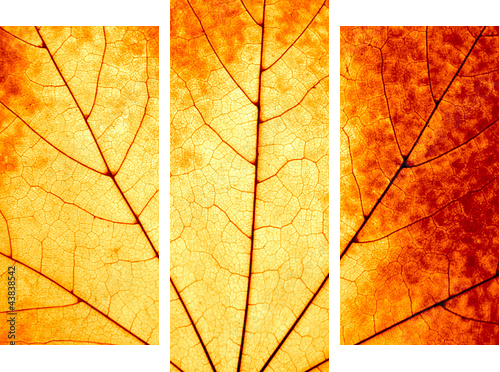 Autumnal background - macro of a colorful maple leaf - Dreiteiliges Leinwandbild, Triptychon