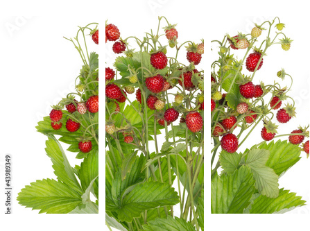 Ideal  strawberries isolated - Dreiteiliges Leinwandbild, Triptychon