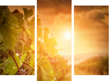 Vineyard in autumn harvest - Dreiteiliges Leinwandbild, Triptychon