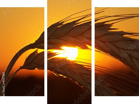 Wheat - Dreiteiliges Leinwandbild, Triptychon
