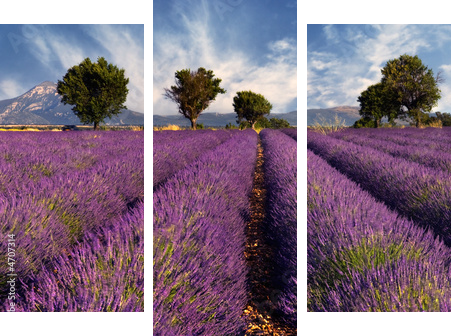 Lavender field in Provence, France - Dreiteiliges Leinwandbild, Triptychon