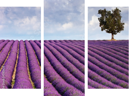 Lavender field and a lone tree - Dreiteiliges Leinwandbild, Triptychon