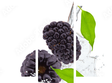fresh blackberry in water splash - Dreiteiliges Leinwandbild, Triptychon