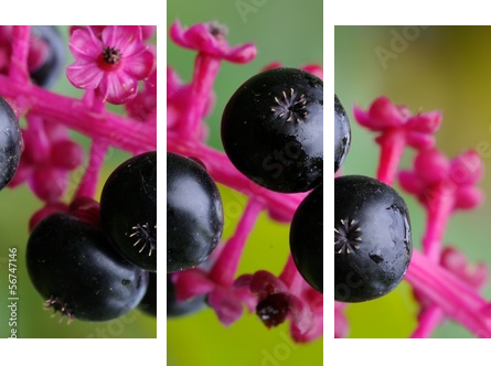 Phytolacca americana  - Dreiteiliges Leinwandbild, Triptychon