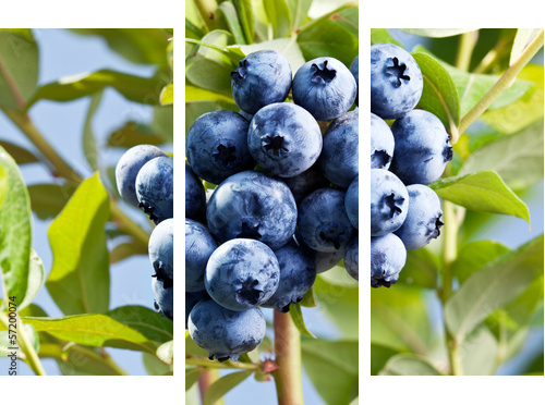 Blueberries on a shrub. - Dreiteiliges Leinwandbild, Triptychon