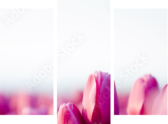 beautifull tulips - Dreiteiliges Leinwandbild, Triptychon