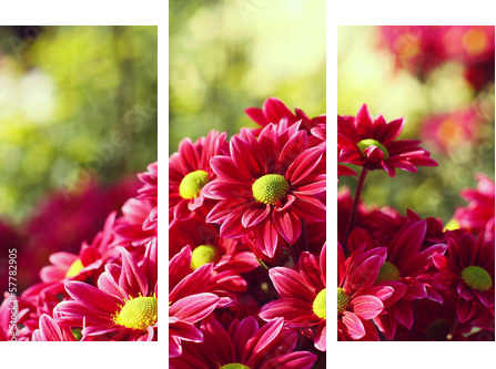 chrysanthemum     - Dreiteiliges Leinwandbild, Triptychon