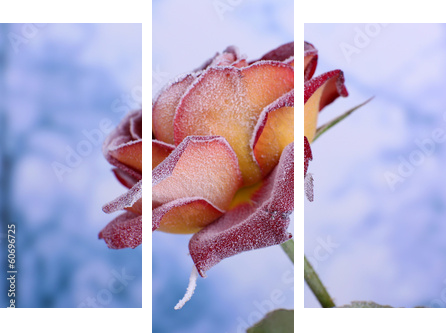 Rose covered with hoarfrost close up  - Dreiteiliges Leinwandbild, Triptychon